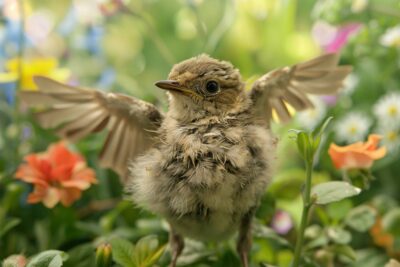 Comment aider un oiseau blessé dans votre jardin : conseils pratiques et erreurs à éviter pour sauver une vie